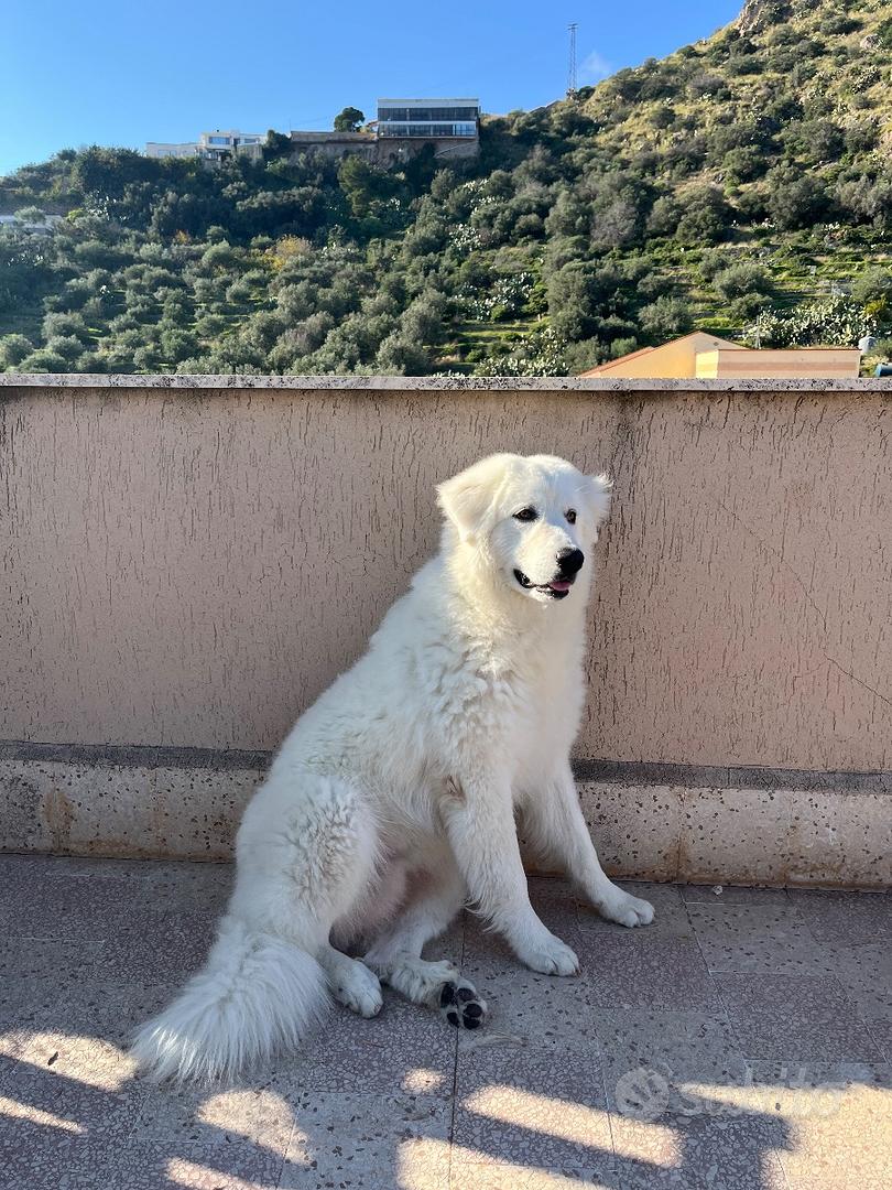 Pastore maremmano - Animali In vendita a Palermo
