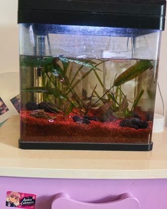 piccolo acquario 