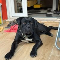 Maschio cane corso