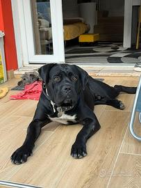 Maschio cane corso