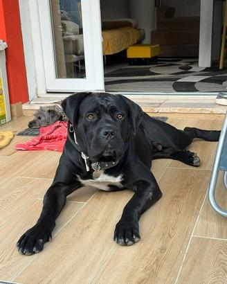 Maschio cane corso