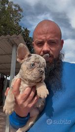 Cucciola di bulldog francese lilac merle tan