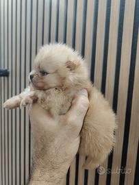 Spitz di Pomerania nano