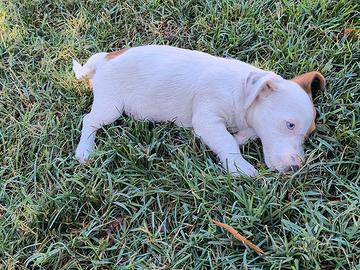Cucciola jack Russell occhio azzurro