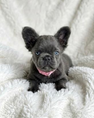Cuccioli di bulldog francese fluffy lilac tan