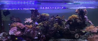 Acquario marino da 850 L, disponibile in blocco. N