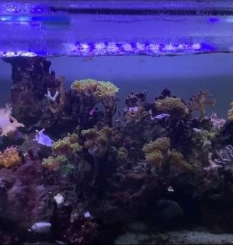 Acquario marino da 850 L, disponibile in blocco. N