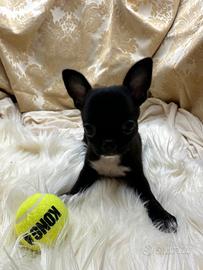 Chihuahua Cioccolato