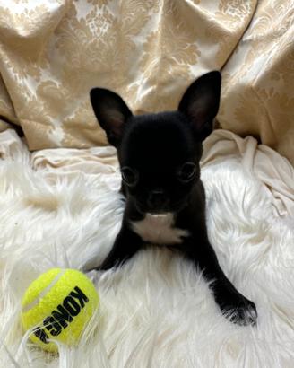 Chihuahua Cioccolato