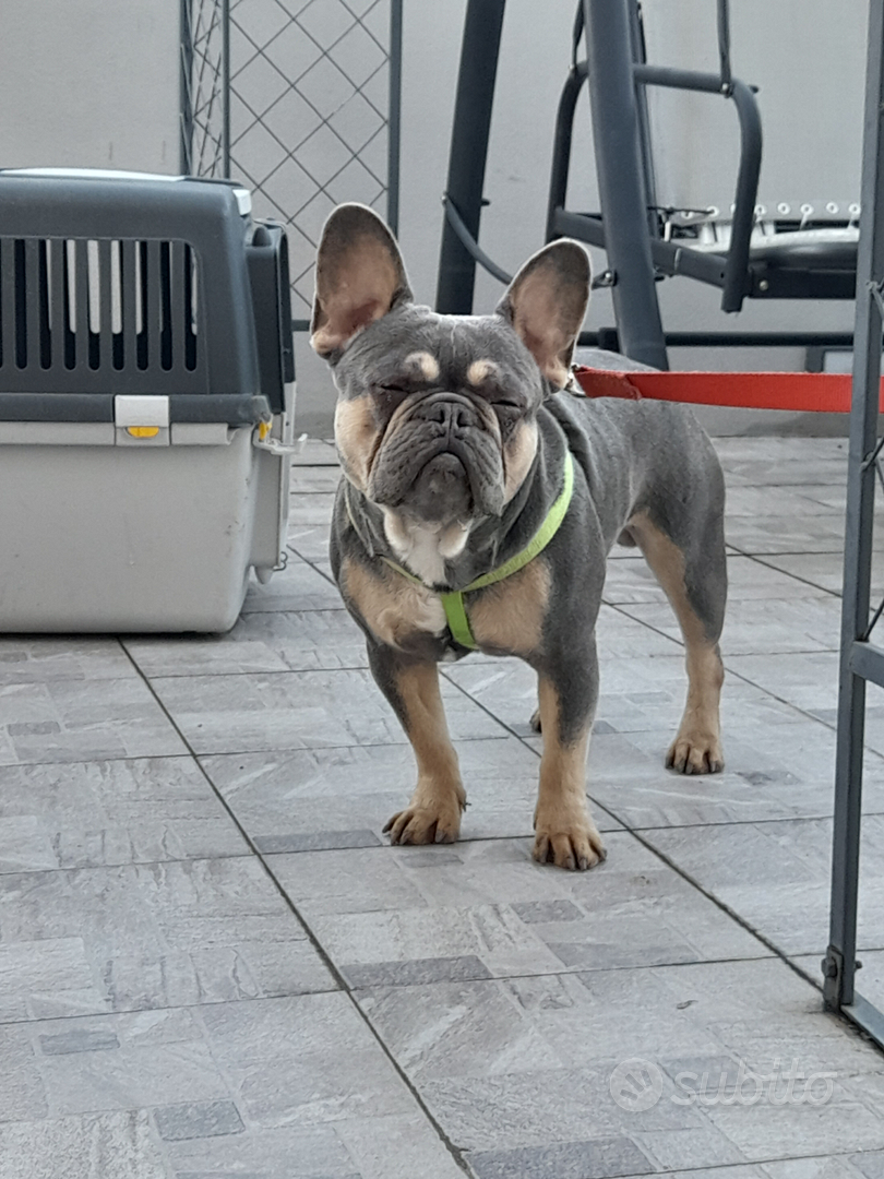 Charm in stile Pandora con Bulldog Francese - SCC2588, Scegli il meglio, meriti solo il top