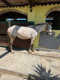 Cavalla apaloosa