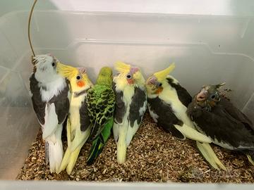 Pappagalli calopsite