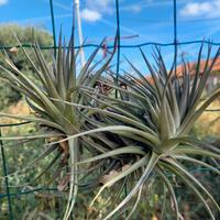 pianta di tillandsia aeranthos