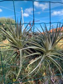 pianta di tillandsia aeranthos