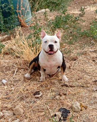 American Bully Femmina