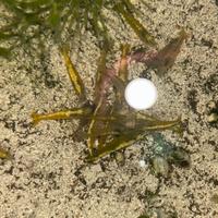 Caridine ,neocaridine , pesci acquario piante