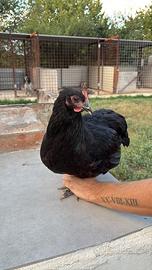 Galline e galli australorp