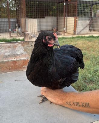 Galline e galli australorp