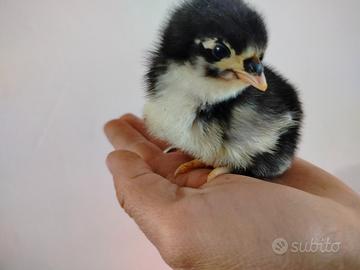 Pulcini e pulcinotti