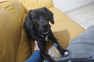 Cane black beagle