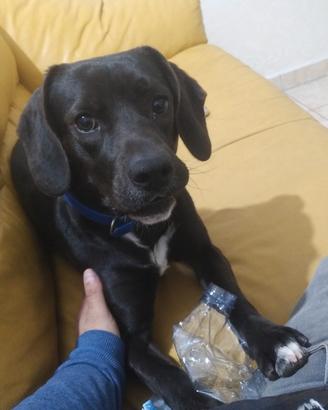 Cane black beagle