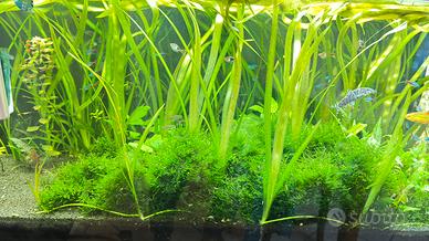 Piante acquario
