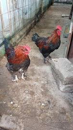 Gallo marans