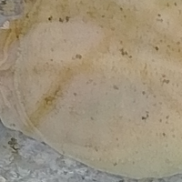 Tartaruga albino