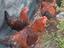 Immagine 2