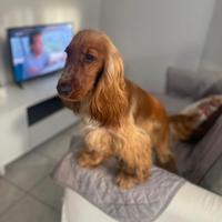 Cocker espaniel per monta