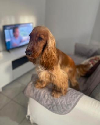 Cocker espaniel per monta