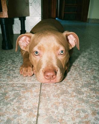 Cucciole APBT RED NOSE