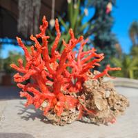 antico corallo rosso 