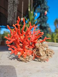 antico corallo rosso 