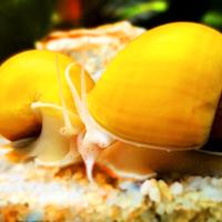 Lumache acquario piante neocaridine