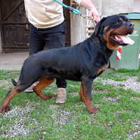 Cuccioli Rottweiler PEDIGREE