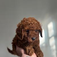 Barboncino red brown