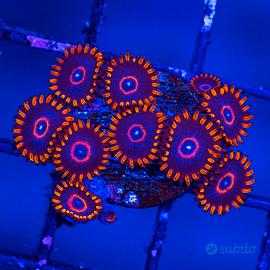 Zoanthus super red