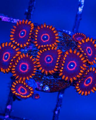 Zoanthus super red