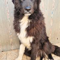 Chiama per quegli occhioni tristi