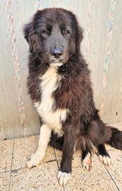 Chiama per quegli occhioni tristi