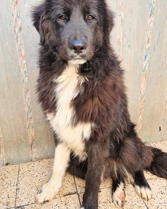 Chiama per quegli occhioni tristi