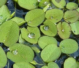 Salvinia piante galleggianti acquario laghetto
