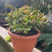 Pianta crassula