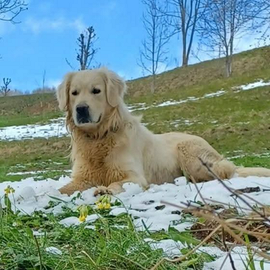 Golden Retriver per monta