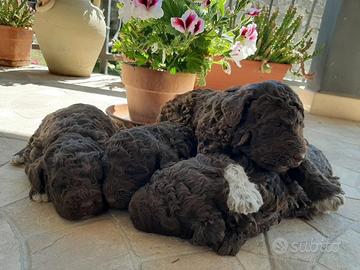 Lagotto romagnolo