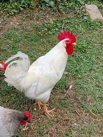 Gallo livornesi