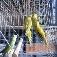 Parrocchetti dal collare