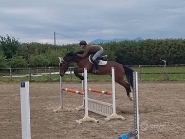Puledra 4 anni italiana da salto