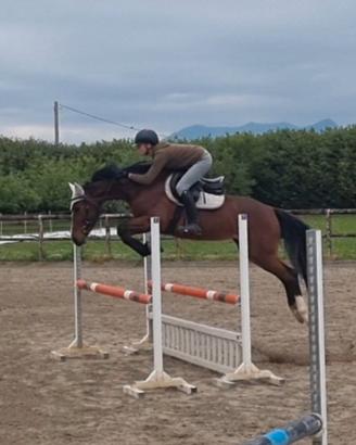 Puledra 4 anni italiana da salto